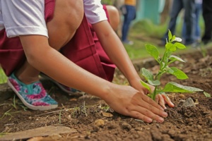 Kind pflanzt einen Baumsetzling